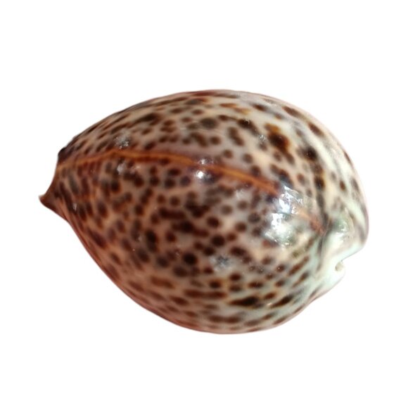 Cypraea Tigris Cowrie Shell 3"x 2" Beach Crafts Cottage Ocean Decor Sea Shell - Picture 1 of 11